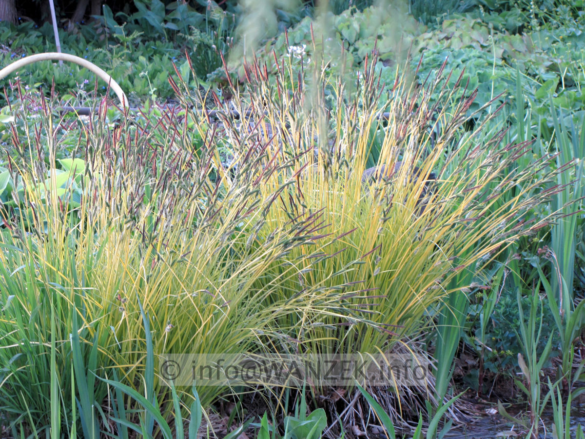 Carex elata Bowles Golden Sol1.JPG